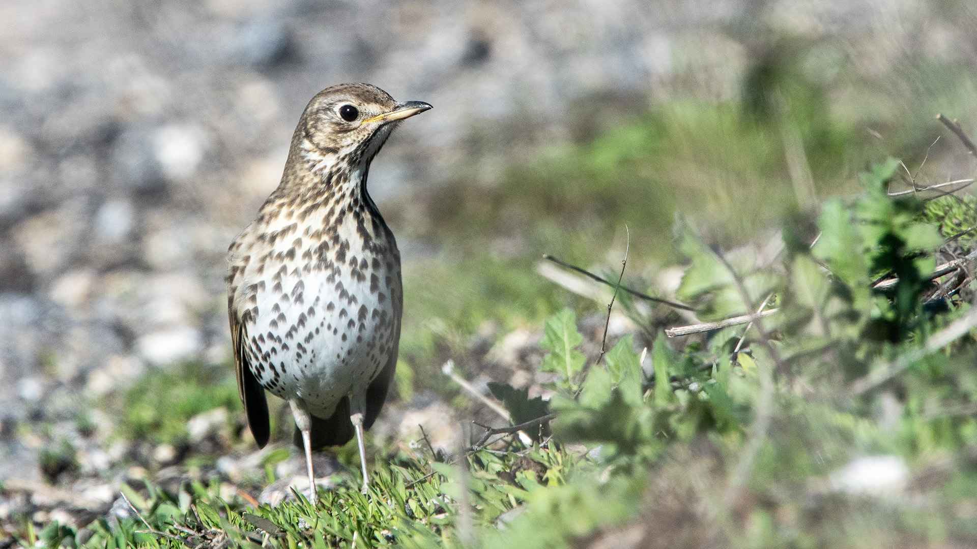 Song Thrush